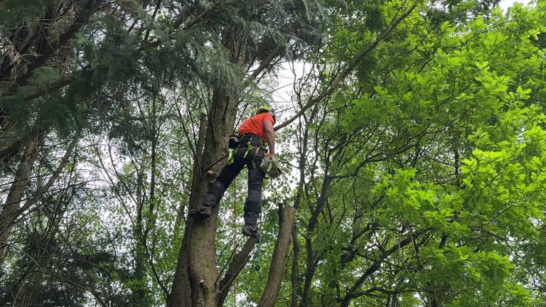 Best Hazardous Tree Removal  in Air Force Academy, CO